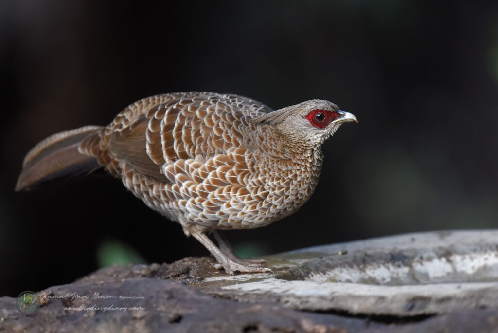 Kalij Pheasant (Lophura leucomelanos) 02