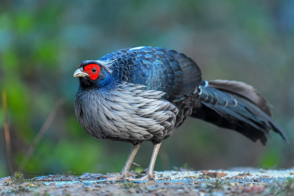 Kalij Pheasant (Lophura leucomelanos)