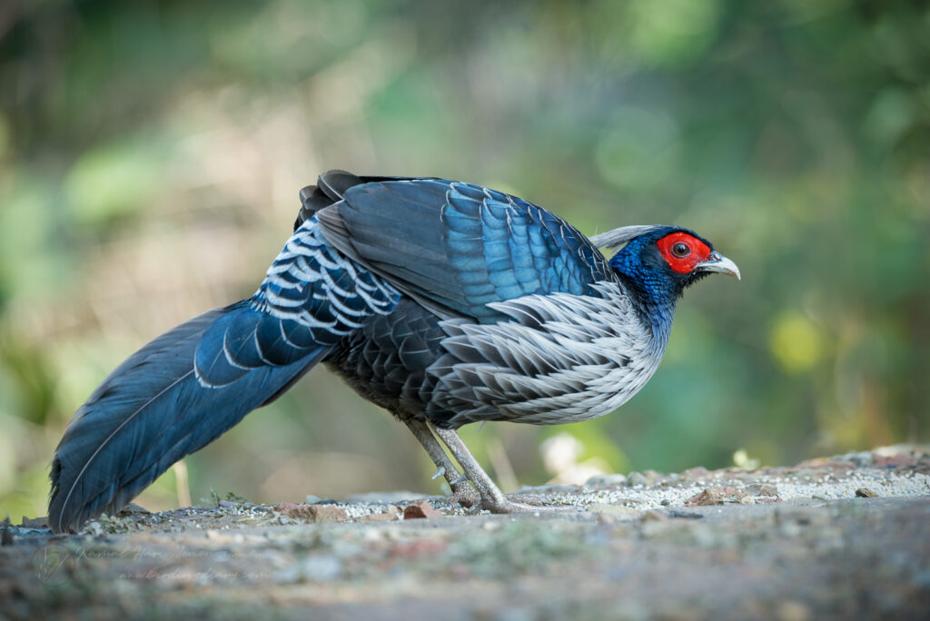 Kalij Pheasant (Lophura leucomelanos)(00)