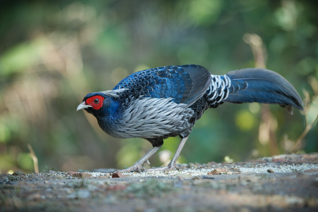 Kalij Pheasant (Lophura leucomelanos)(01)