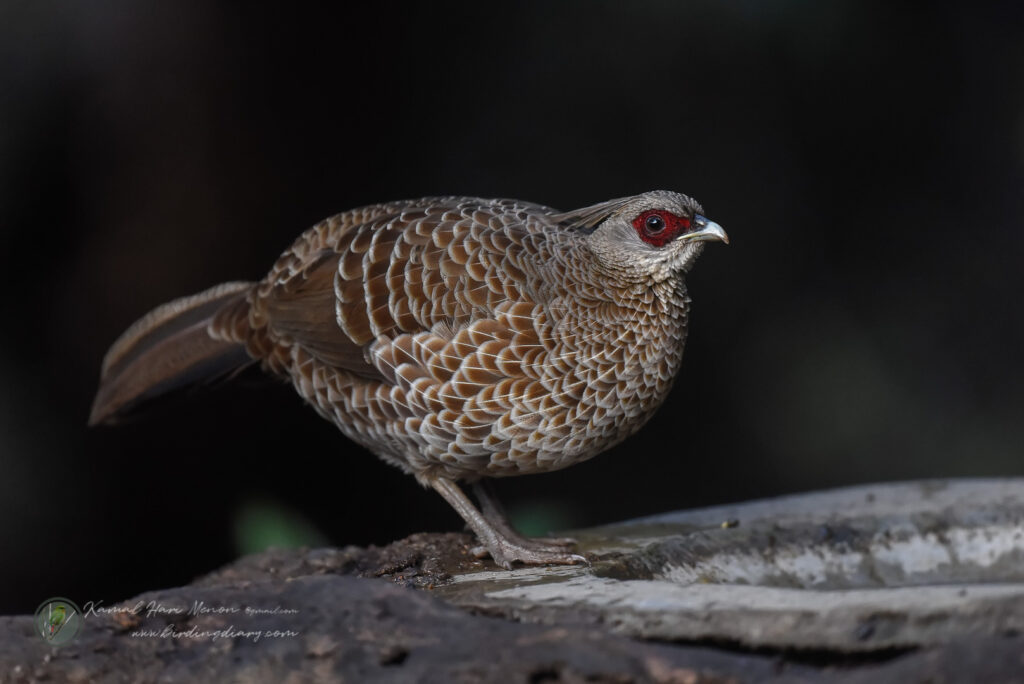 Kalij Pheasant (Lophura leucomelanos)01