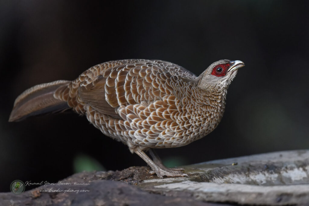 Kalij Pheasant (Lophura leucomelanos)03