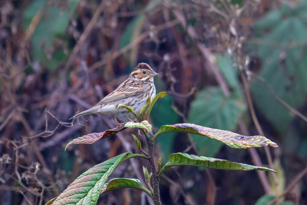 Little Bunting (Emberiza pusilla) (1)