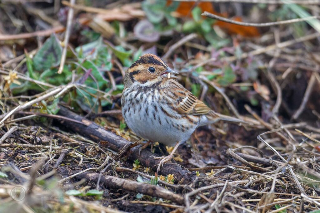 Little Bunting (Emberiza pusilla) (2)