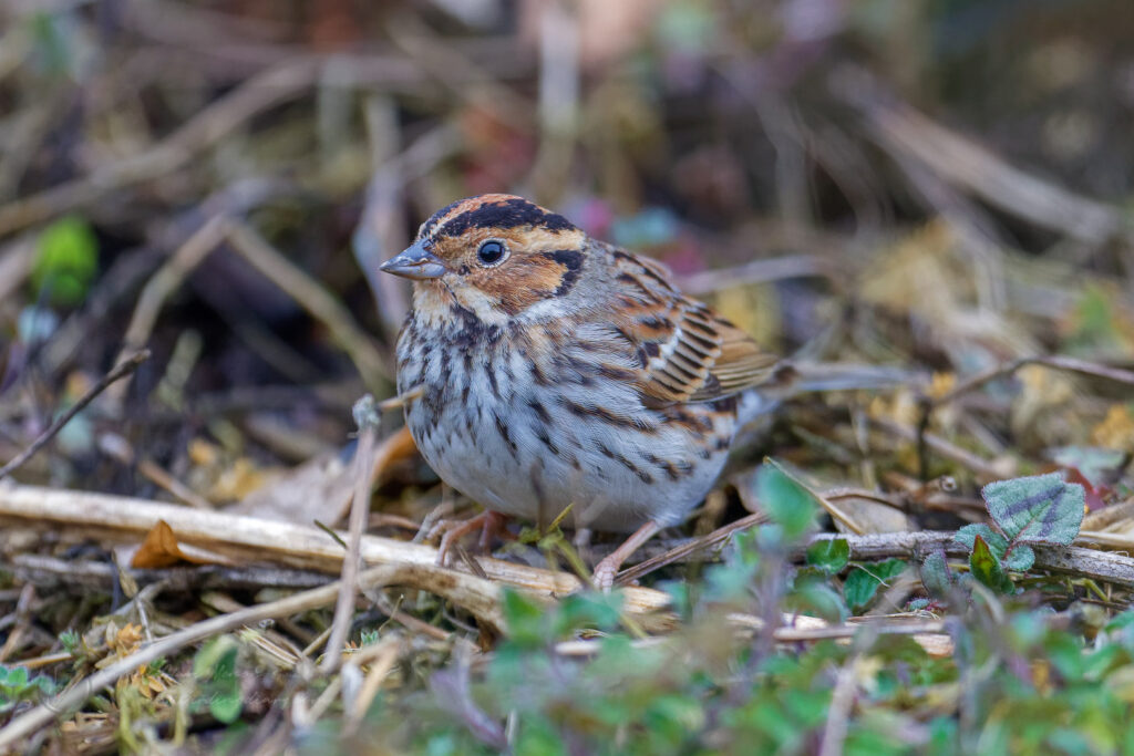 Little Bunting (Emberiza pusilla) (3)