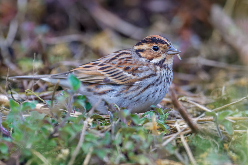 Little Bunting (Emberiza pusilla) (4)