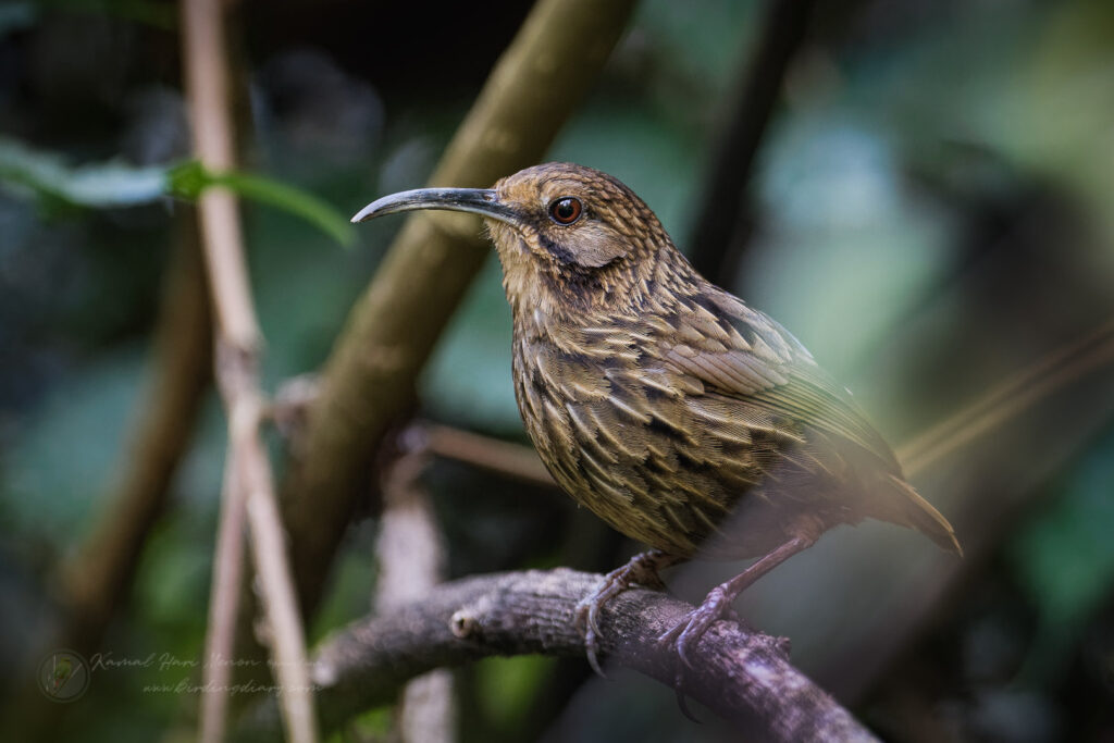 Long-billed Wren-Babbler (Rimator malacoptilus) (1)