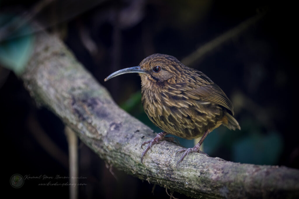 Long-billed Wren-Babbler (Rimator malacoptilus) (2)