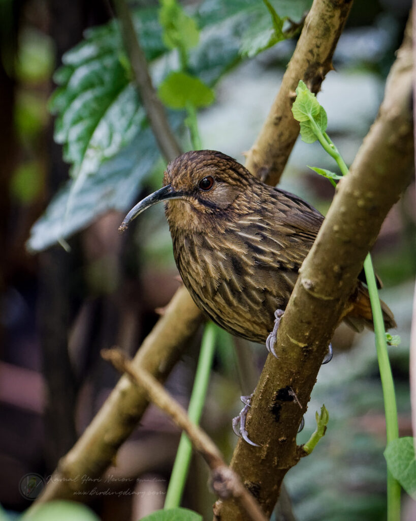 Long-billed Wren-Babbler (Rimator malacoptilus) (4)