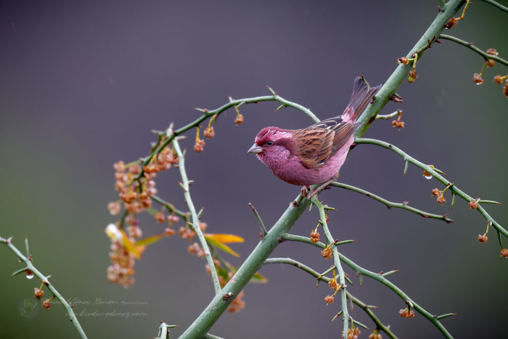 Pink-browed Rosefinch (Carpodacus rodochroa) (1)