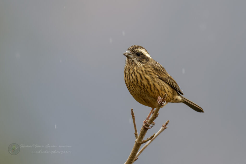 Pink-browed Rosefinch (Carpodacus rodochroa) (3)