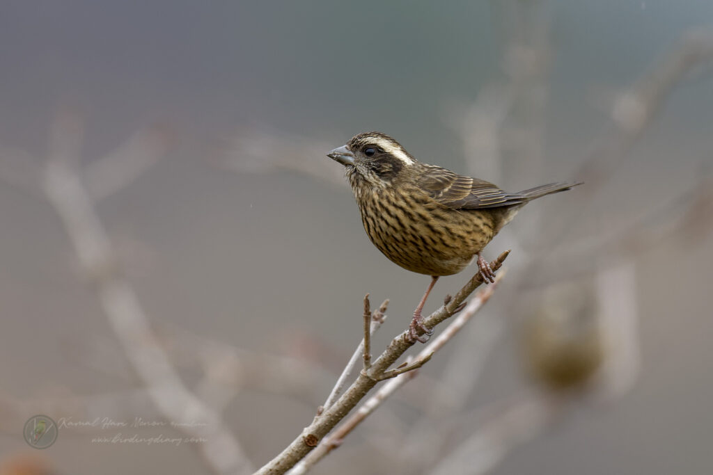 Pink-browed Rosefinch (Carpodacus rodochroa) (4)