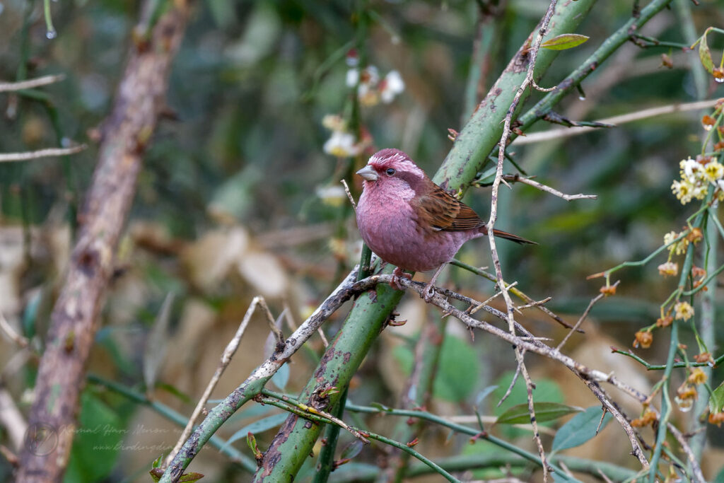 Pink-browed Rosefinch (Carpodacus rodochroa) (5)