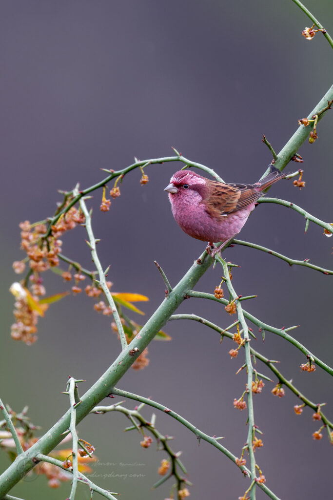 Pink-browed Rosefinch (Carpodacus rodochroa) (7)