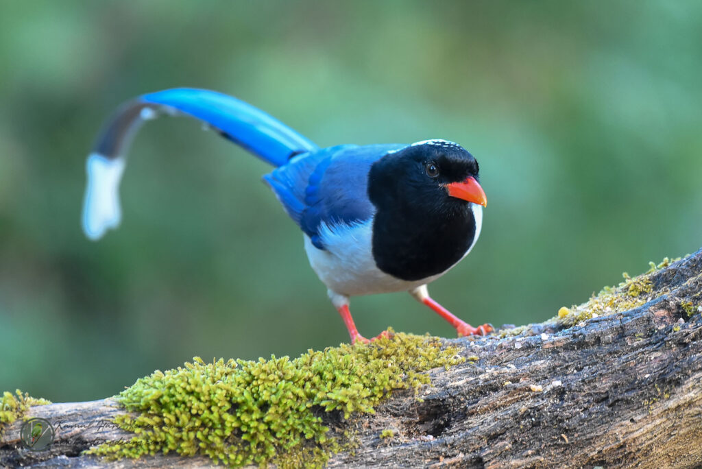 Red-billed Blue Magpie (Urocissa erythroryncha)