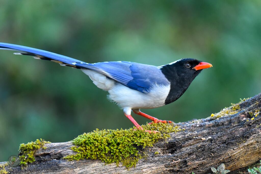 Red-billed Blue Magpie (Urocissa erythroryncha)01