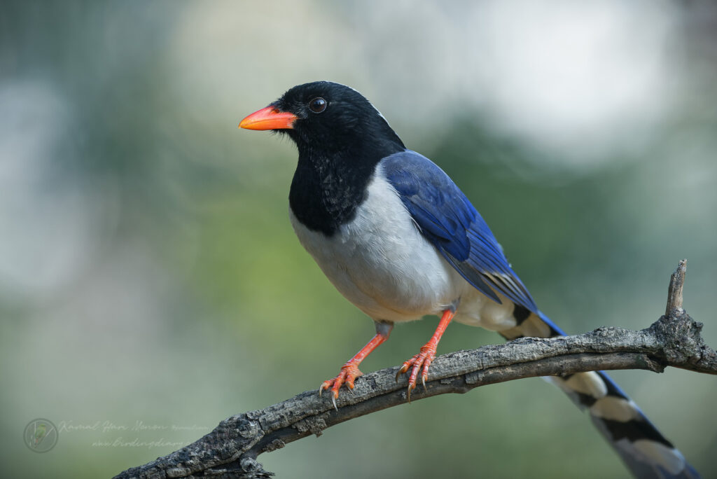 Red-billed Blue Magpie (Urocissa erythroryncha)(01)