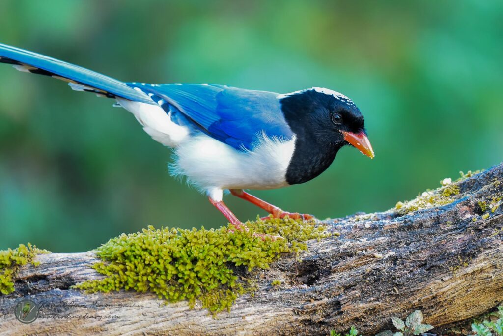 Red-billed Blue Magpie (Urocissa erythroryncha)02