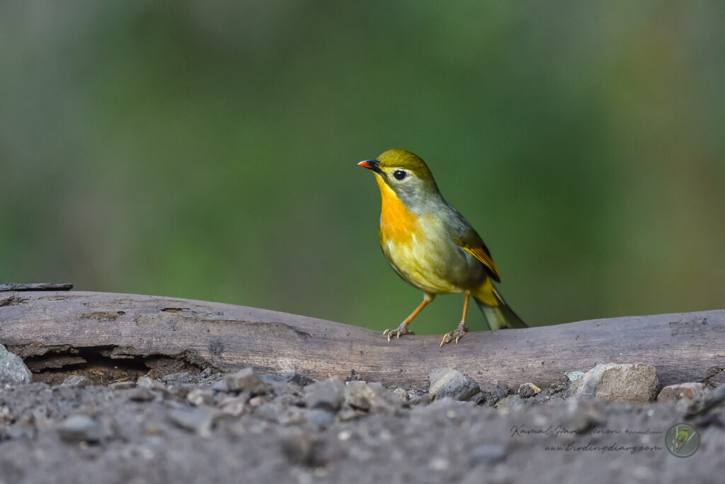 Red-billed Leiothrix (Leiothrix lutea)