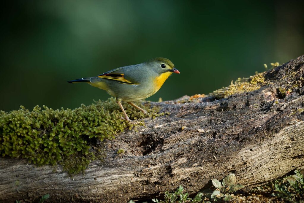 Red-billed Leiothrix (Leiothrix lutea)(01)