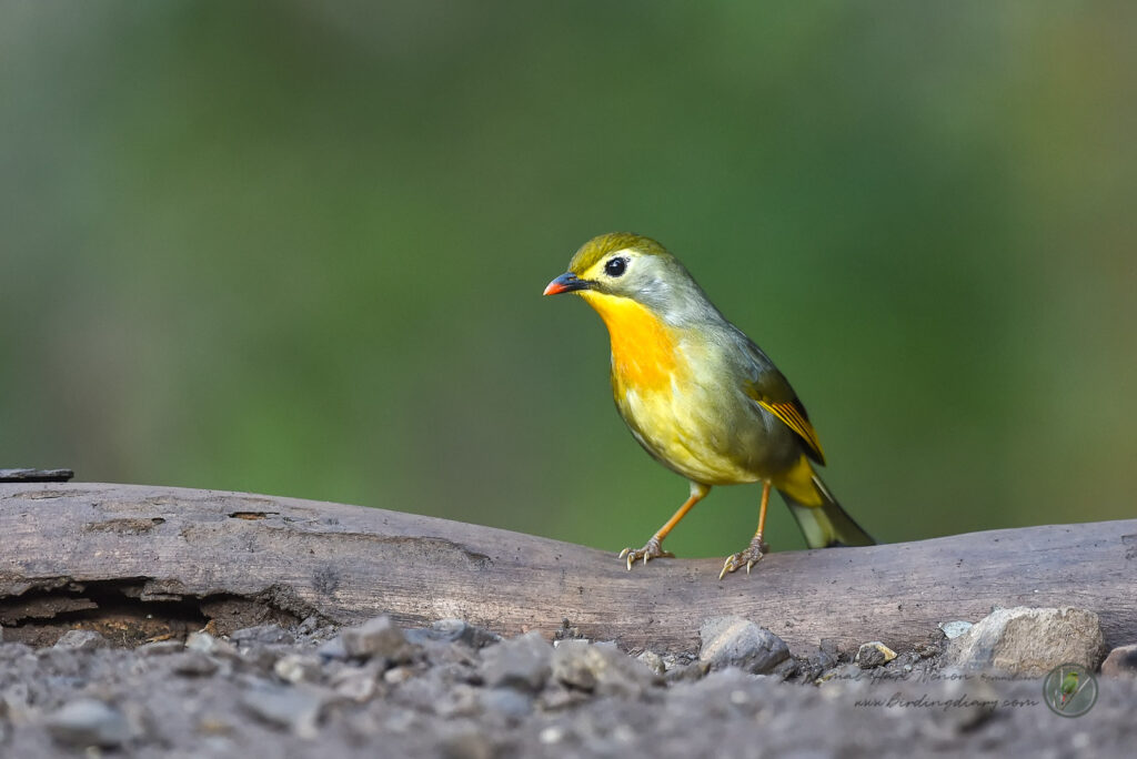 Red-billed Leiothrix (Leiothrix lutea)02