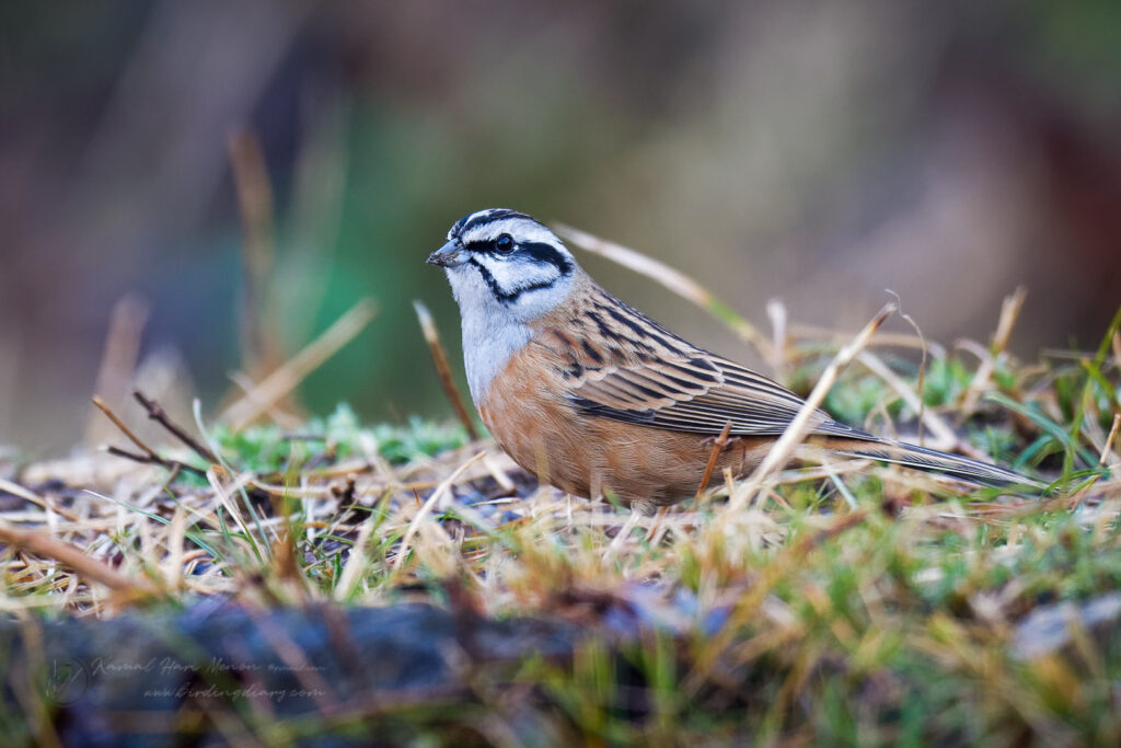 Rock Bunting (Emberiza cia) (1)