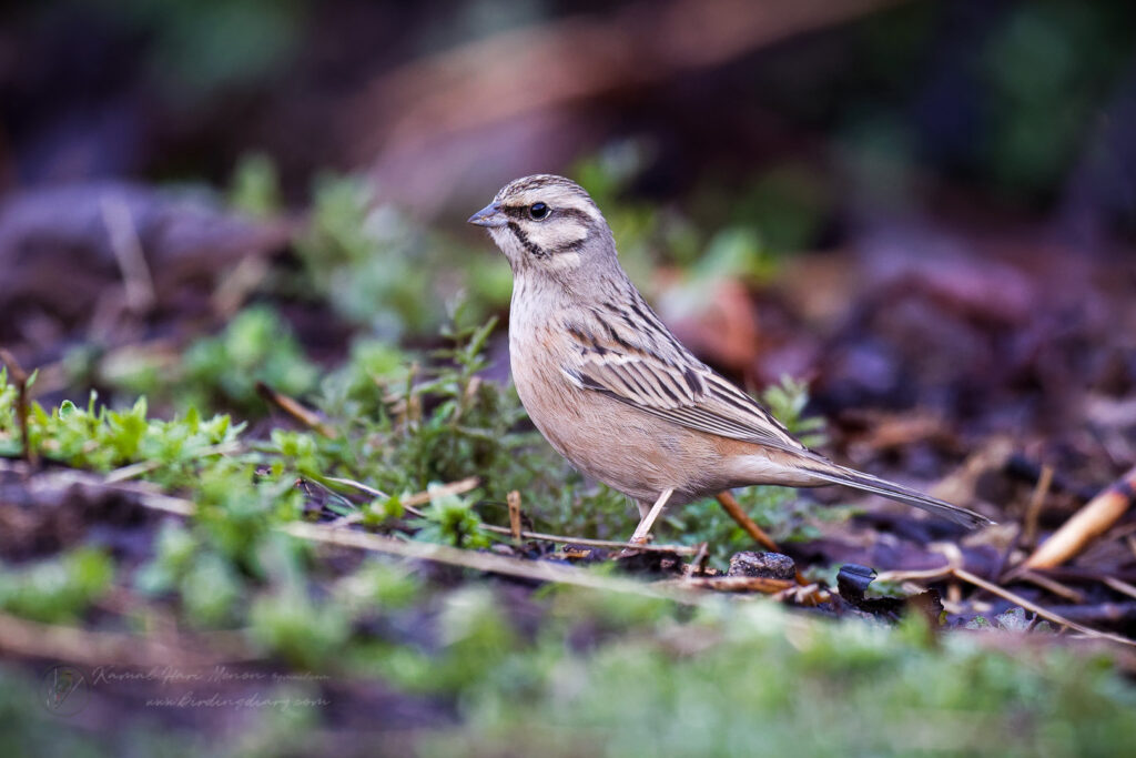 Rock Bunting (Emberiza cia) (2)