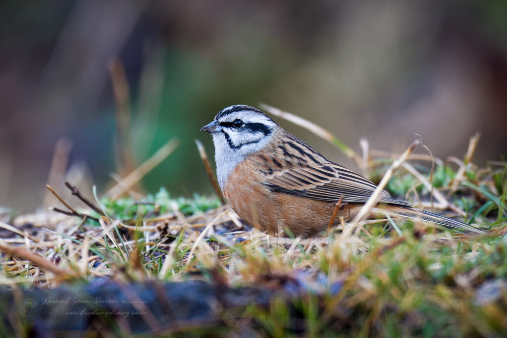 Rock Bunting (Emberiza cia) (4)