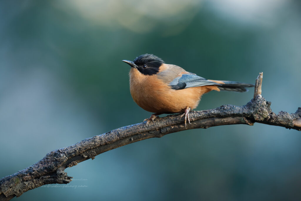 Rufous Sibia (Heterophasia capistrata) (1)