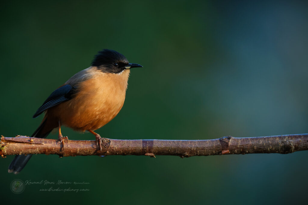 Rufous Sibia (Heterophasia capistrata) (2)