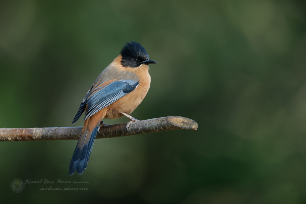 Rufous Sibia (Heterophasia capistrata) (4)