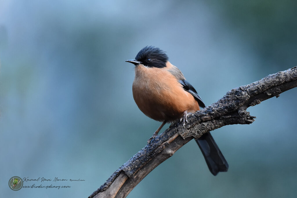 Rufous Sibia (Heterophasia capistrata)_