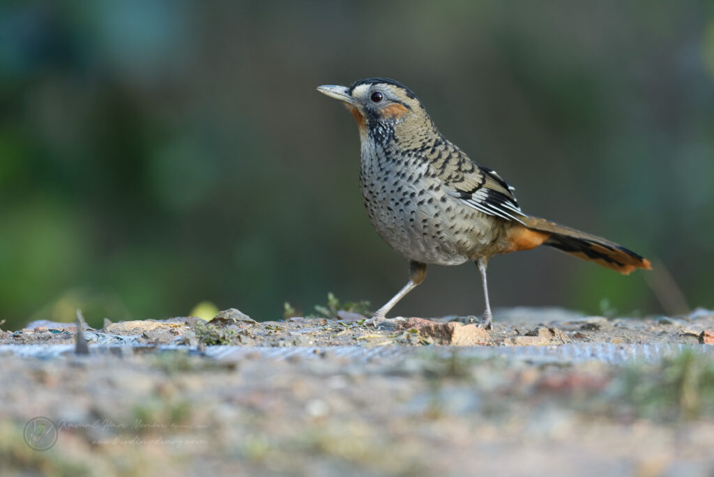 Rufous-chinned Laughingthrush (Garrulax rufogularis)01