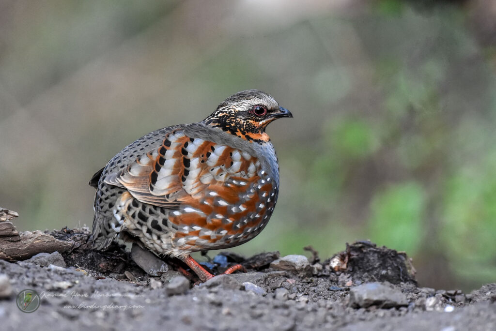 Rufous-throated Partridge (Arborophila rufogularis)