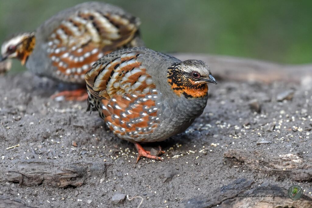 Rufous-throated Partridge (Arborophila rufogularis)01