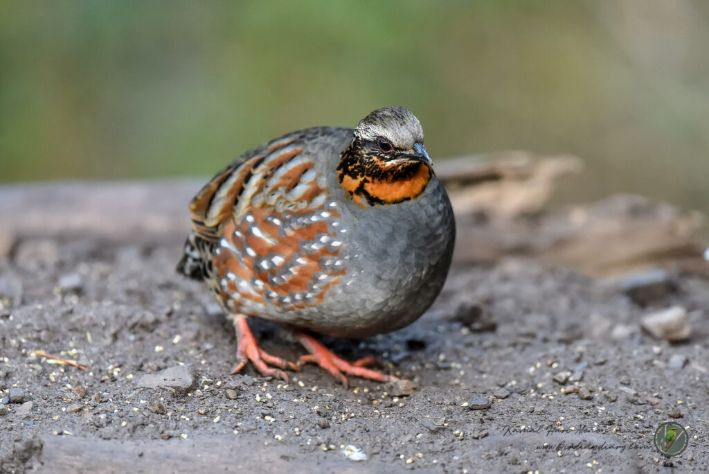 Rufous-throated Partridge (Arborophila rufogularis)010