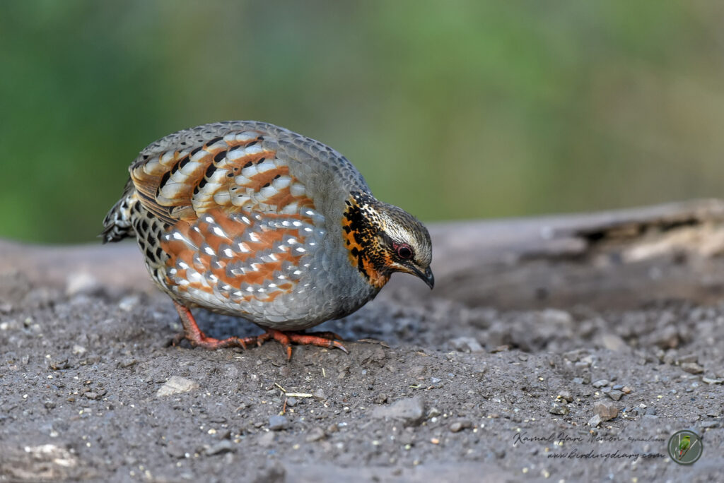 Rufous-throated Partridge (Arborophila rufogularis)011