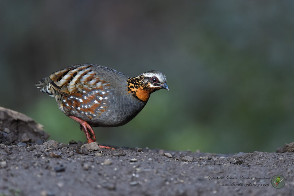 Rufous-throated Partridge (Arborophila rufogularis)012