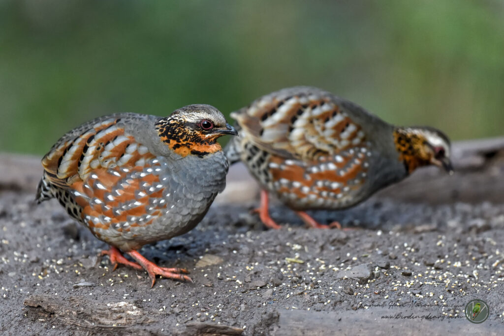 Rufous-throated Partridge (Arborophila rufogularis)03