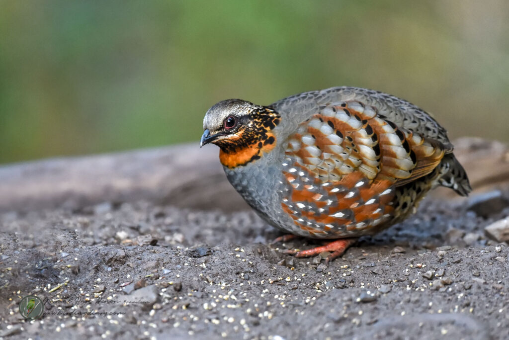 Rufous-throated Partridge (Arborophila rufogularis)04