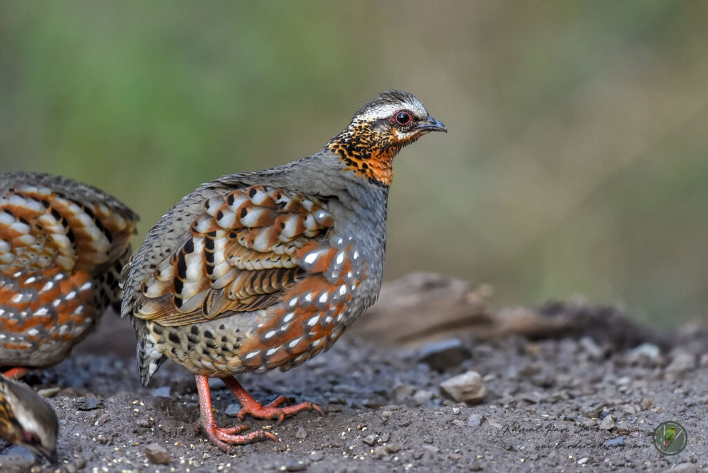 Rufous-throated Partridge (Arborophila rufogularis)05