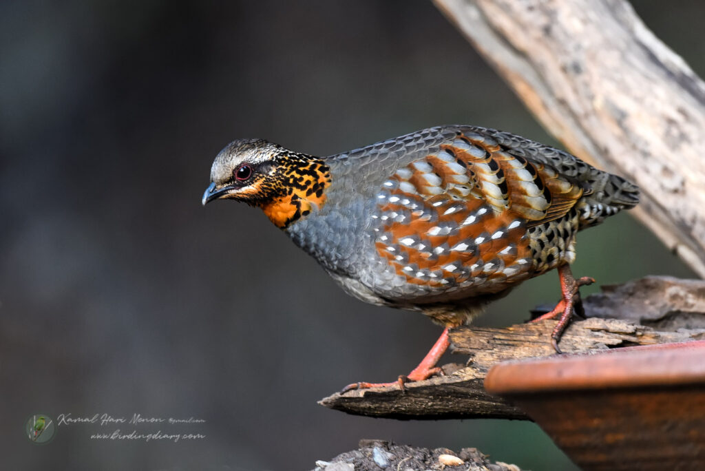 Rufous-throated Partridge (Arborophila rufogularis)06