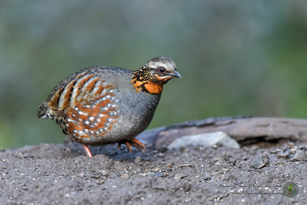 Rufous-throated Partridge (Arborophila rufogularis)07