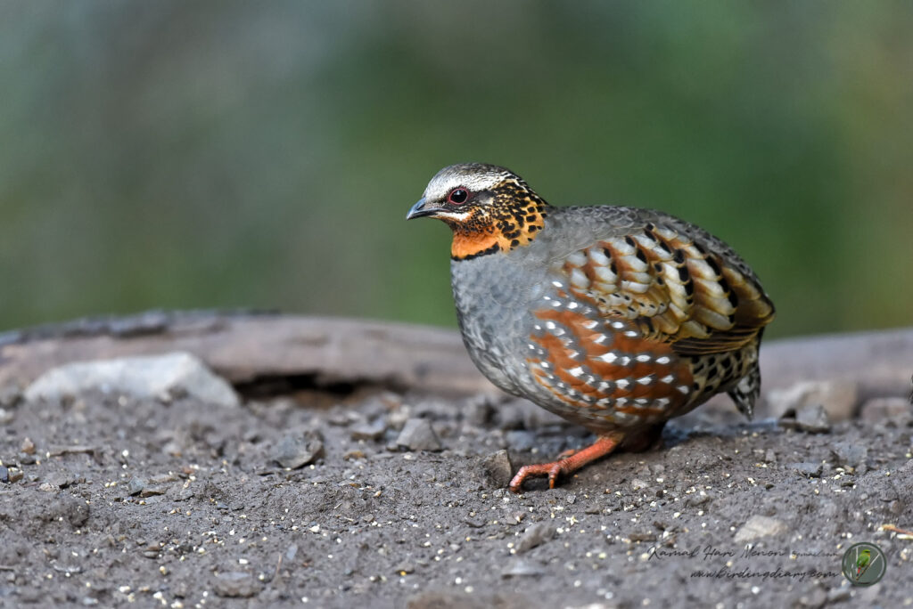 Rufous-throated Partridge (Arborophila rufogularis)08