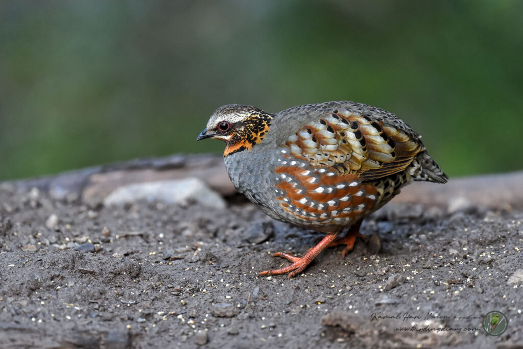 Rufous-throated Partridge (Arborophila rufogularis)09