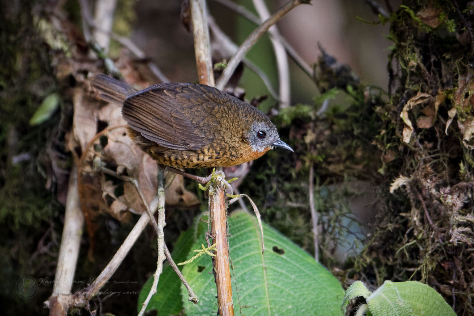 Rufous-throated Wren-Babbler (Spelaeornis caudatus)