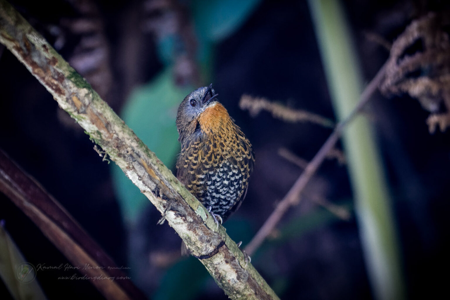 Rufous-throated Wren-Babbler (Spelaeornis caudatus)01 (1)-SAI-stabilize