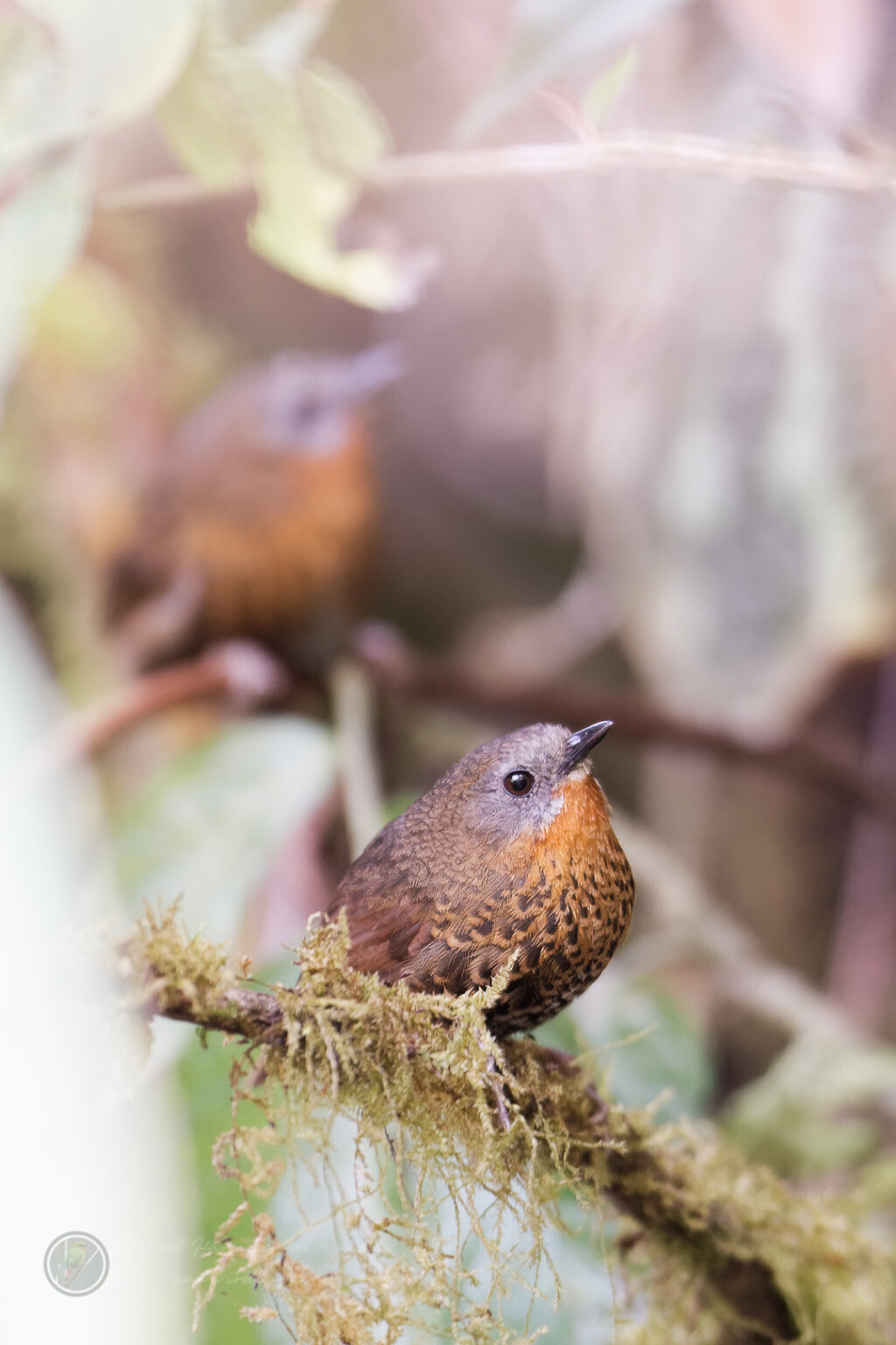 Rufous-throated Wren-Babbler (Spelaeornis caudatus)01 (2)