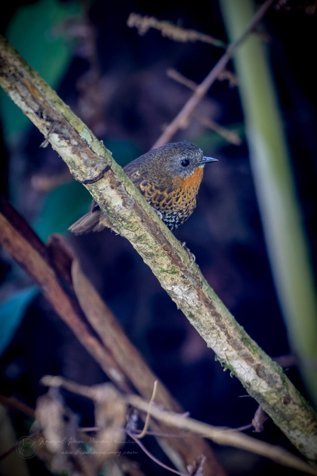 Rufous-throated Wren-Babbler (Spelaeornis caudatus)01 (6)