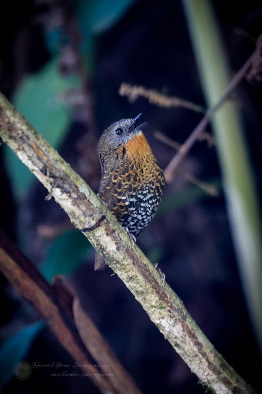 Rufous-throated Wren-Babbler (Spelaeornis caudatus)01 (7)